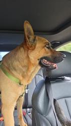 Found/Stray Male Dog last seen Rockfish rd, Davis Bridge Rd, NC 28371