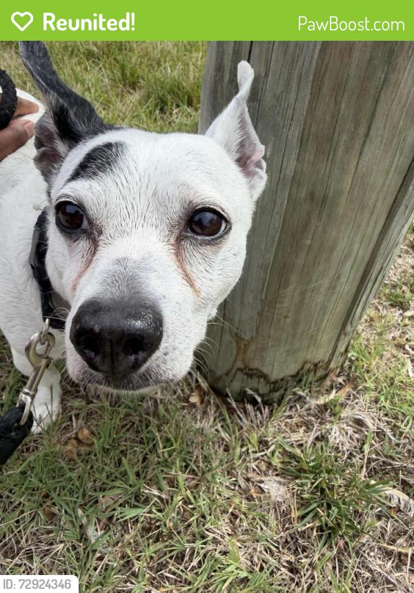 Reunited Unknown Dog last seen  club rd community , High Point, NC 27265