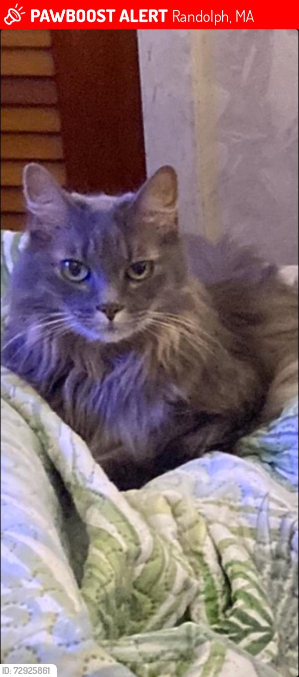 Lost Female Cat last seen Virginia st Randolph ma, Randolph, MA 02368