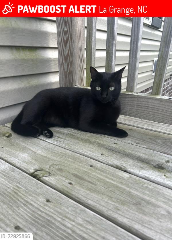 Lost Male Cat last seen New Hope Road, quarter of a mile before the Lenoir County Line, La Grange, NC 28551