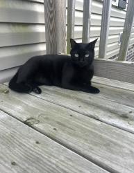 Lost Male Cat last seen New Hope Road, quarter of a mile before the Lenoir County Line, La Grange, NC 28551