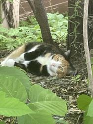 Found/Stray Unknown Cat last seen Glen at Burnsville apmts, Burnsville, MN 55337