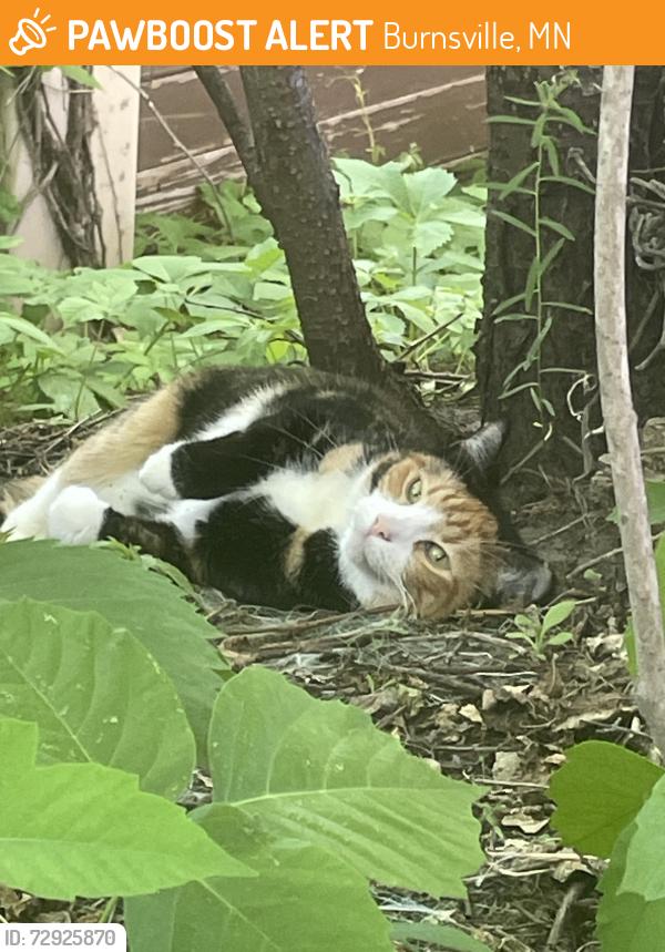 Found/Stray Unknown Cat last seen Glen at Burnsville apmts, Burnsville, MN 55337