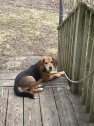 Reunited Male Dog last seen Rt 4, w Sharon rd, Springfield pike , Cincinnati, OH 45246
