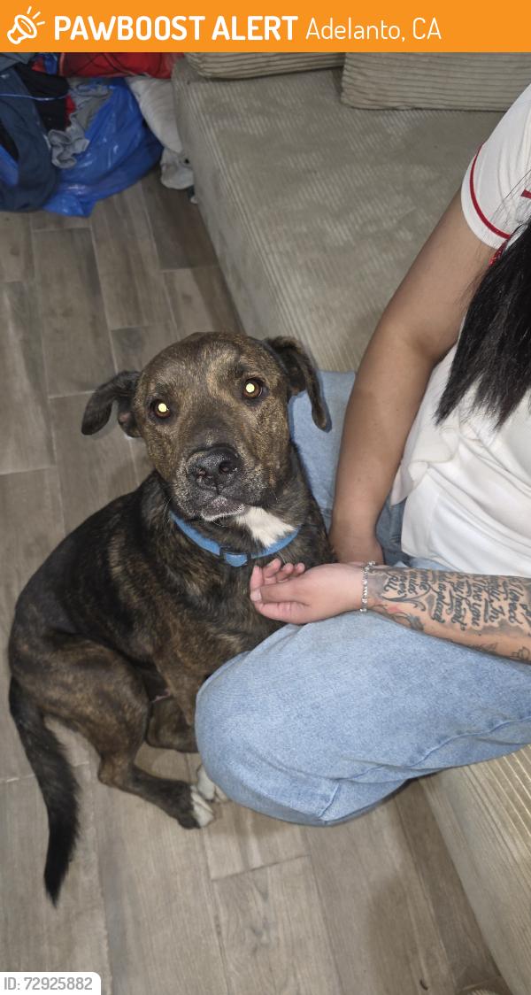 Found/Stray Male Dog last seen Adelanto Rd, Adelanto, CA 92301