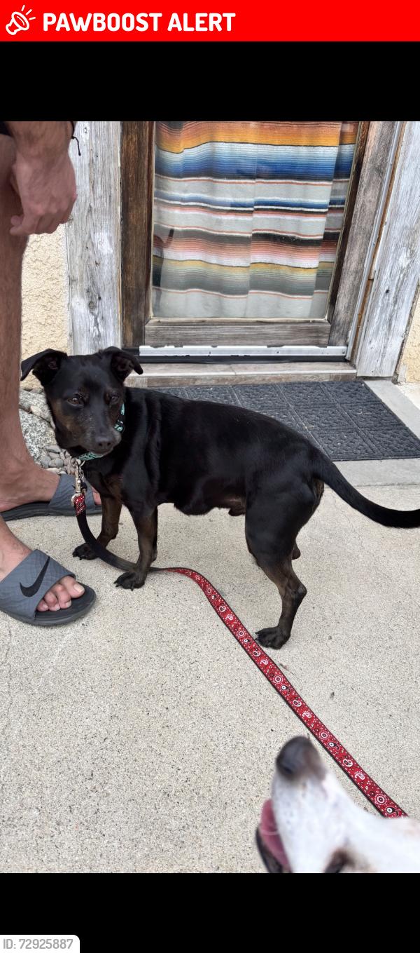 Lost Male Dog last seen Foothill and Archibald, Rancho Cucamonga, CA 91730