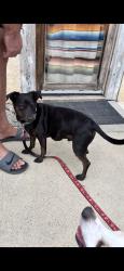 Lost Male Dog last seen Foothill and Archibald, Rancho Cucamonga, CA 91730