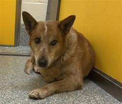 Shelter Stray Female Dog last seen , Tucson, AZ 85745