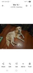 Reunited Male Dog last seen Hilton Ave/Buxton Dr, Columbus, GA 31904