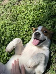 Shelter Stray Female Dog last seen Near BLOCK TULIPAN WALK, San Antonio, TX 78227