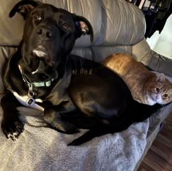 Reunited Male Dog last seen lower west side near are after liberty street, Erie, PA 16507