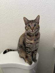 Lost Female Cat last seen Fresno ca, Fresno, CA 93706