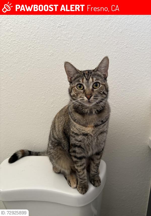 Lost Female Cat last seen Fresno ca, Fresno, CA 93706