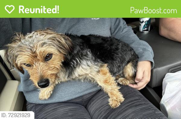 Reunited Male Dog last seen Tim’s Discount , Lenoir, NC 28645