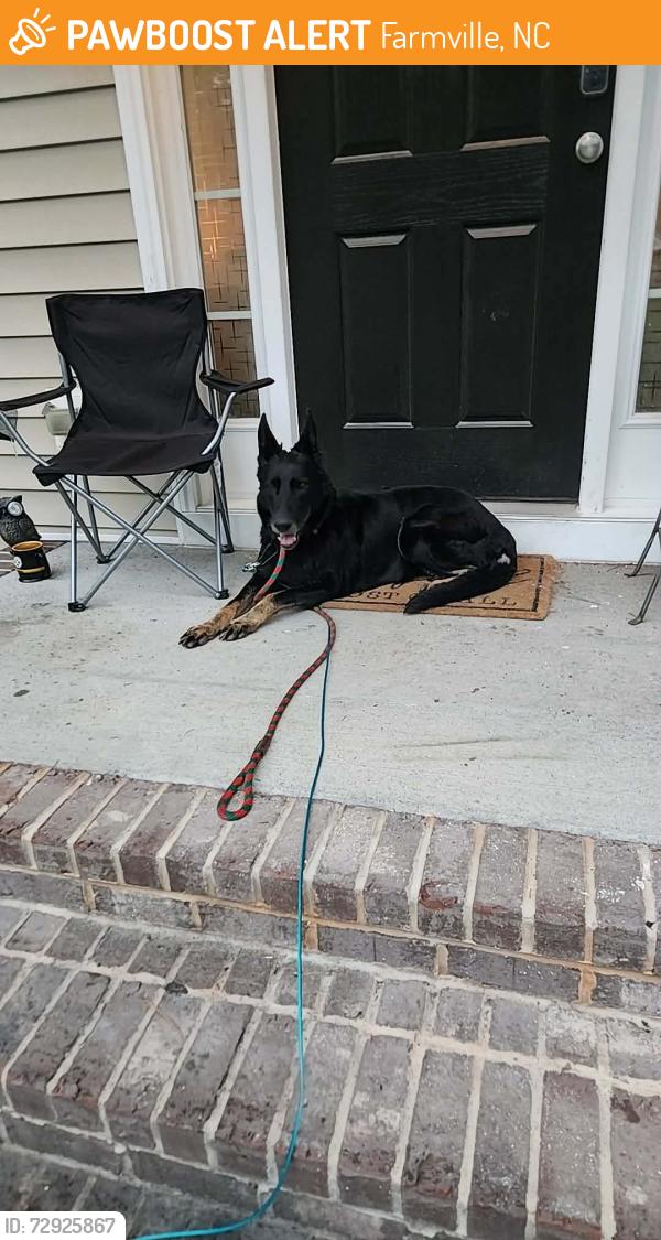 Found/Stray Female Dog last seen Highway 264/587, Farmville, NC 27828