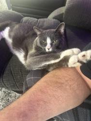 Lost Male Cat last seen Rumford Ave, Waltham, MA 02453