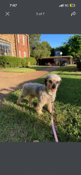 Lost Male Dog last seen Pleasant trace circle, Knoxville, TN 37912