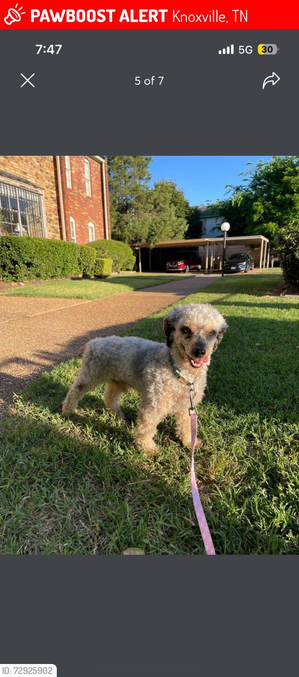 Lost Male Dog last seen Pleasant trace circle, Knoxville, TN 37912