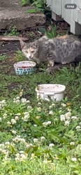 Found/Stray Unknown Cat last seen Church parking lot, Milan, TN 38358