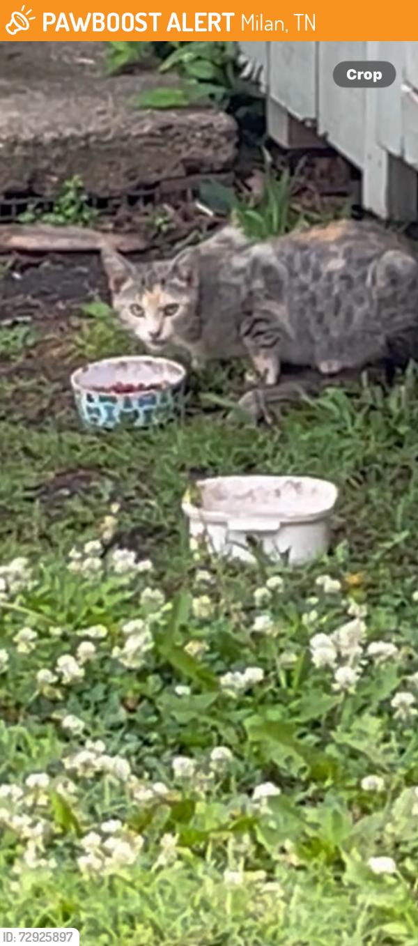 Found/Stray Unknown Cat last seen Church parking lot, Milan, TN 38358