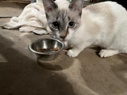 Found/Stray Female Cat last seen Lakeridge Run & SW 112th, Oklahoma City, OK 73170