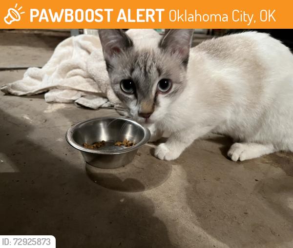 Found/Stray Female Cat last seen Lakeridge Run & SW 112th, Oklahoma City, OK 73170