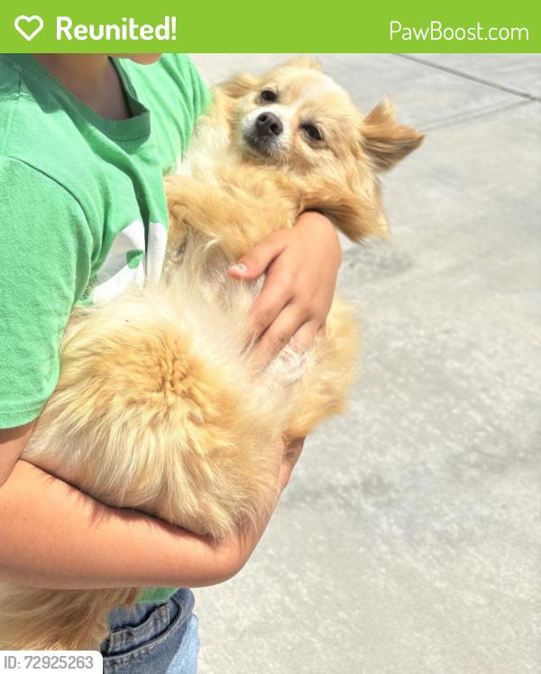 Reunited Male Dog last seen Victorville, Victorville, CA 92392