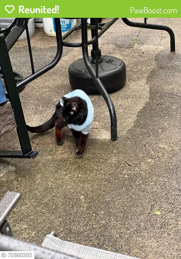 Reunited Male Cat last seen Lynnwood Drive and Briarwood Drive, Pittsburgh, PA 15235