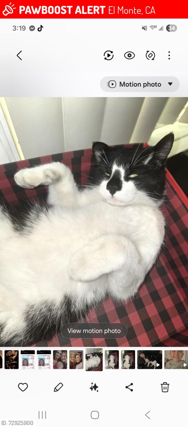 Lost Male Cat last seen Peck , El Monte, CA 91731