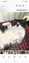 Lost Male Cat last seen Peck , El Monte, CA 91731