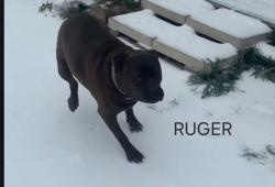 Reunited Male Dog last seen FM 3728 & County Road 140, Kaufman, TX 75142