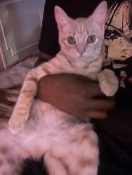 Reunited Female Cat last seen Near E 27th street Brooklyn New York , Brooklyn, NY 11210