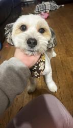 Lost Male Dog last seen 95th and Escanaba Ave , Chicago, IL 60617