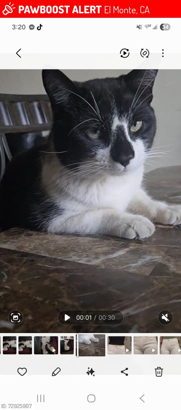 Lost Male Cat last seen Tyler peck, El Monte, CA 91731