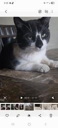 Lost Male Cat last seen Tyler peck, El Monte, CA 91731