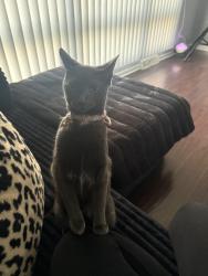 Reunited Female Cat last seen Ridge rd and 183rd , Lansing, IL 60438