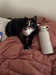 Reunited Female Cat last seen 122nd Ave NE & NE 8th St, Bellevue, WA 98005
