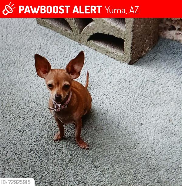 Lost Female Dog last seen Arizona Ave by Gilla Vista Elementary , Yuma, AZ 85364