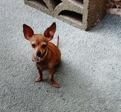 Lost Female Dog last seen Arizona Ave by Gilla Vista Elementary , Yuma, AZ 85364