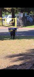Found/Stray Unknown Dog last seen Near Story Rd, San Jose, CA, 95122, Santa Clara, CA 95050