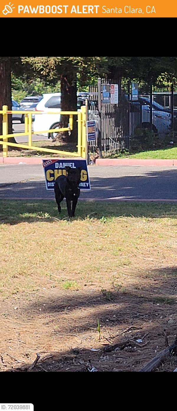 Found/Stray Unknown Dog last seen Near Story Rd, San Jose, CA, 95122, Santa Clara, CA 95050