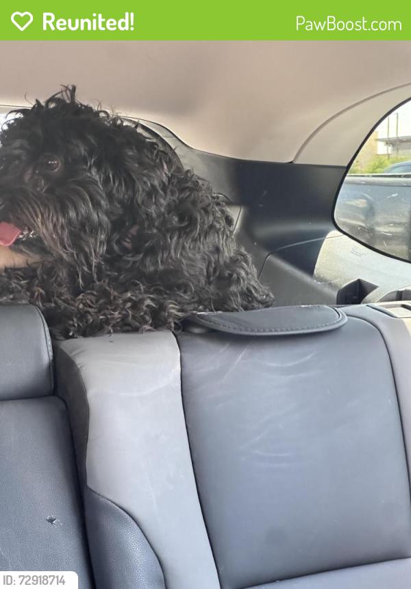 Reunited Female Dog last seen Abbey Glenn neighborhood , Lubbock, TX 79424
