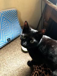 Lost Female Cat last seen Dry Branch Road and Robert's Hill Road, Marshall, NC 28753