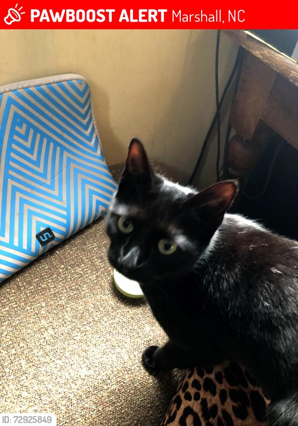 Lost Female Cat last seen Dry Branch Road and Robert's Hill Road, Marshall, NC 28753