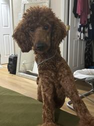 Reunited Female Dog last seen Hartmann Lane Area, Belleville, IL 62221