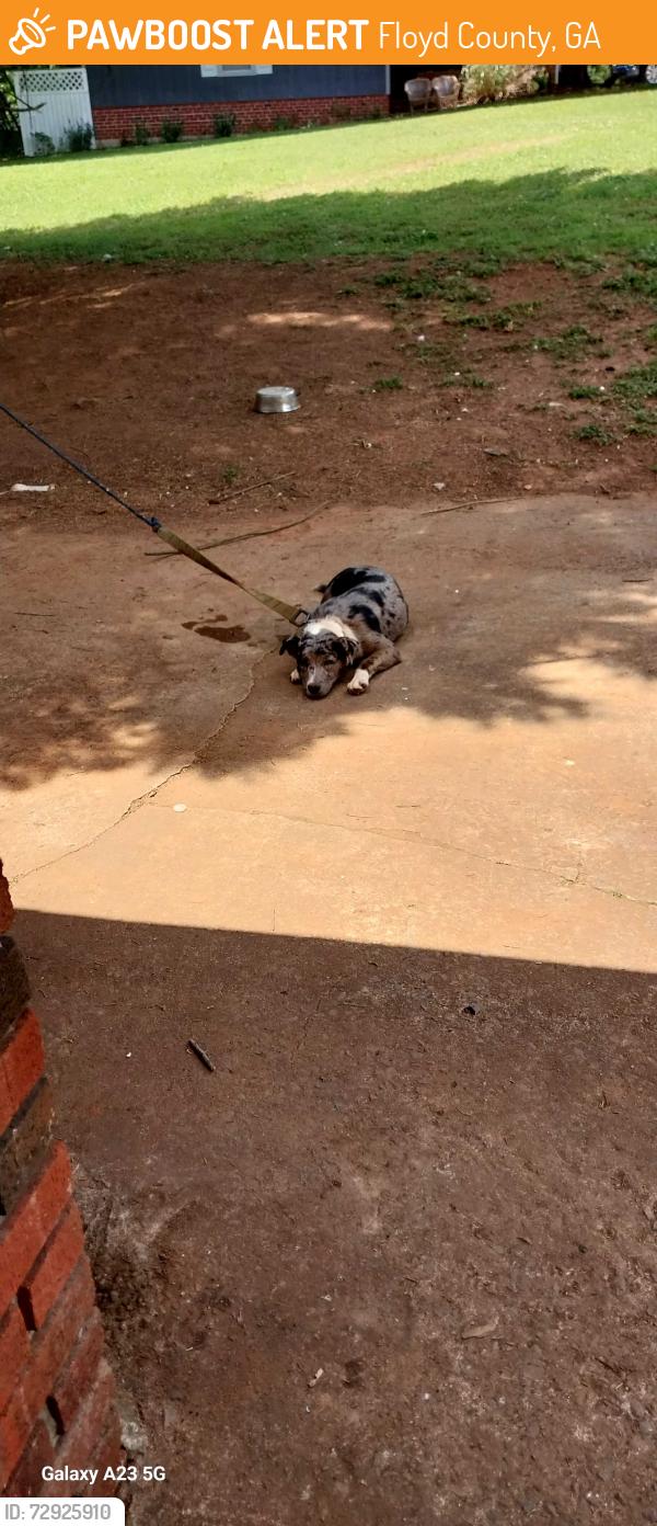 Found/Stray Female Dog last seen Near Lock and Dam, Floyd County, GA 30129