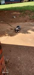 Found/Stray Female Dog last seen Near Lock and Dam, Floyd County, GA 30129
