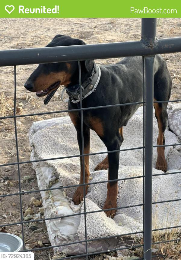 Reunited Female Dog last seen Gun Club and Pam Riads Southwest , Row One North, NM 87121