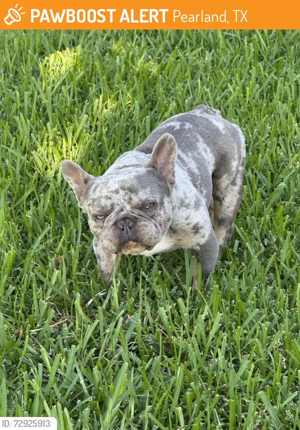 Found/Stray Male Dog last seen Near larrycrest , Pearland, TX 77584