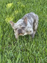 Found/Stray Male Dog last seen Near larrycrest , Pearland, TX 77584